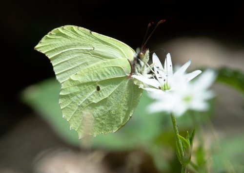 Lesser Brimstone