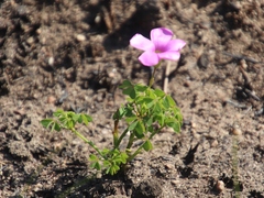 Oxalis bifida