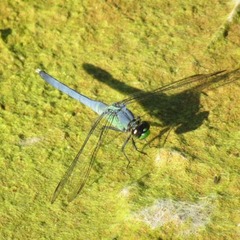 Erythemis simplicicollis