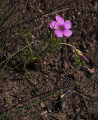 Oxalis bifida