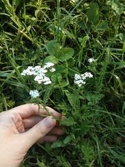 Achillea millefolium