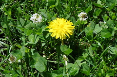 Taraxacum officinale