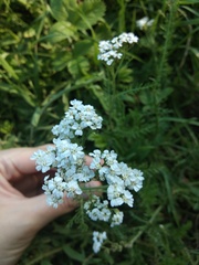 Achillea millefolium