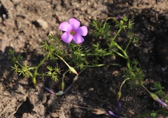 Oxalis bifida