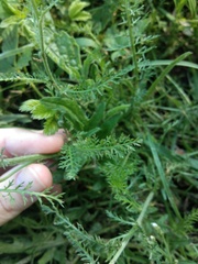 Achillea millefolium