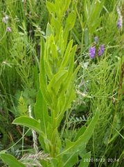 Cirsium arvense integrifolium
