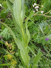 Cirsium arvense integrifolium