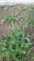 Cirsium arvense vestitum