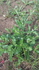 Cirsium arvense vestitum