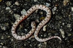 Phyllorhynchus decurtatus