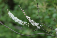 Actaea elata elata