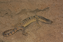 Varanus griseus caspius
