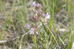 Penstemon albidus