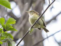 Pachysylvia aurantiifrons