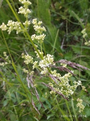 Galium mollugo
