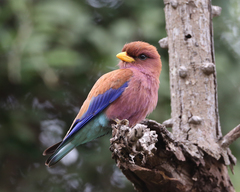 Broad-Billed Roller photo 2