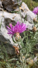 Centaurea sterilis