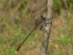 Phanogomphus minutus