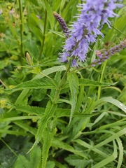 Veronica longifolia