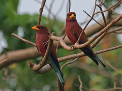 Broad-Billed Roller photo 3
