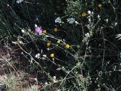 Centaurea deusta