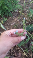 Anchusa thessala
