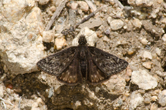 Erynnis persius