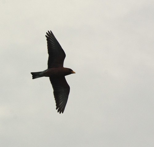Broad-billed Roller