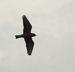 Broad-Billed Roller photo 4