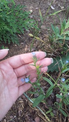 Anchusa thessala
