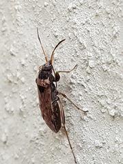 Elasmolomus transversus