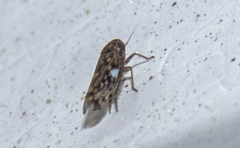 Xestocephalus superbus