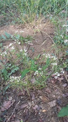 Bifora radians