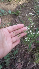 Bifora radians