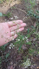 Bifora radians