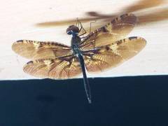 Rhyothemis obsolescens