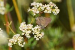 Satyrium saepium