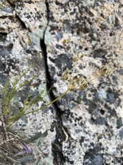 Cymopterus petraeus