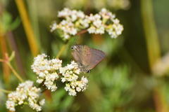 Satyrium saepium