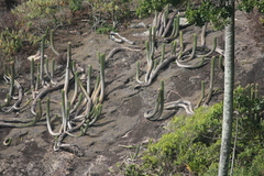 Coleocephalocereus fluminensis