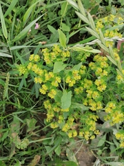 Euphorbia cyparissias
