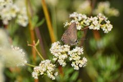 Satyrium saepium