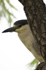 Nycticorax nycticorax