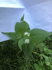 Lamium album