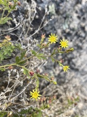 Ivesia baileyi setosa