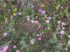 Crepis rubra