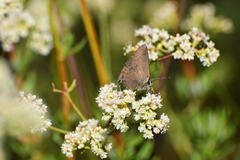 Satyrium saepium
