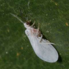 Coniopteryx