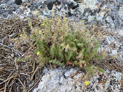 Ivesia baileyi setosa