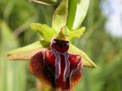 Ophrys mammosa